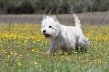 WESTIE 198